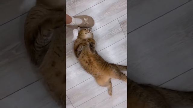 КОТЯТА МУРЛЫКАЮТ. Котик играет со скрепышами. ТИМА ПРИНИМАЕТ ВАННУ