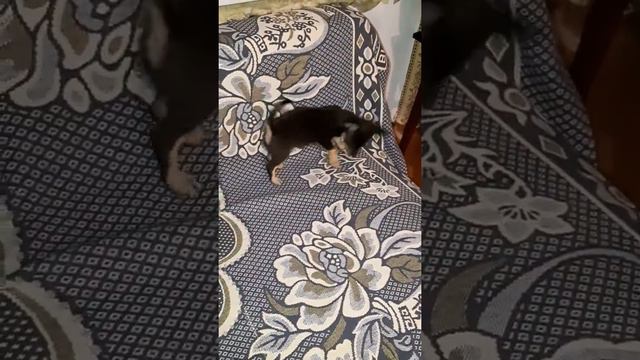 Чарли