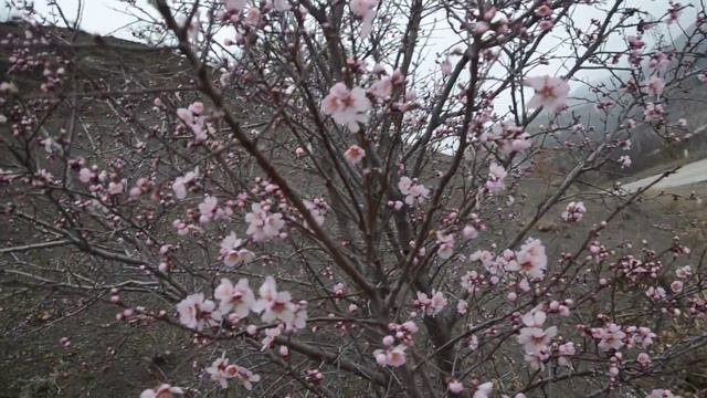 Миндаль цветущий в Крыму, февраль