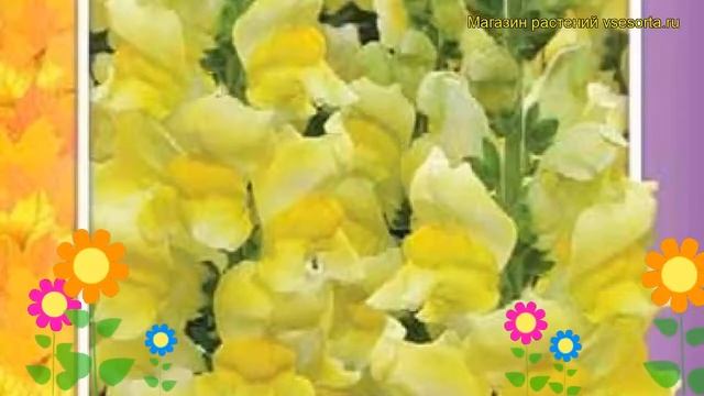 Львиный зев Желтый букет. Краткий обзор, описание характеристик antirrhinum majus Zheltyy buket