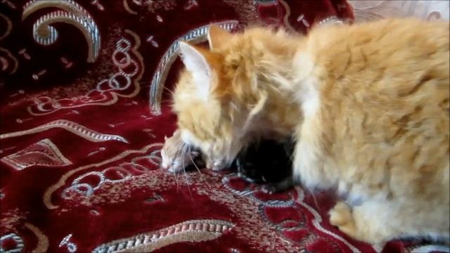 Кошка родила 6 котят