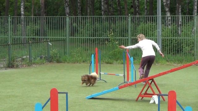 Аджилити, Профи. Шинкаревич Любовь и шпиц Сима