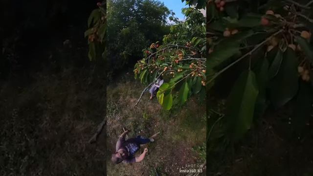 дача и вишня