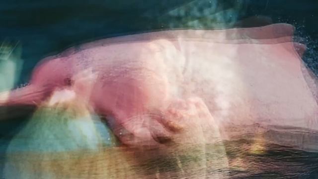 10 Rarest Animals On Planet Earth