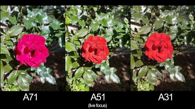 Samsung Galaxy A31 vs A51 vs A71 Camera Comparison Test!