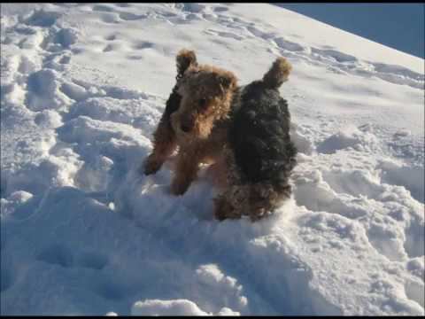 Welsh Terriers in Day of Father Frost and the Snow Maiden.2017.