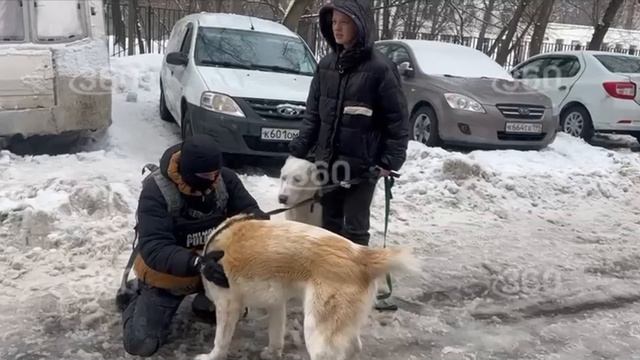 Освободили собак, запертых в доме на колесах в Москве