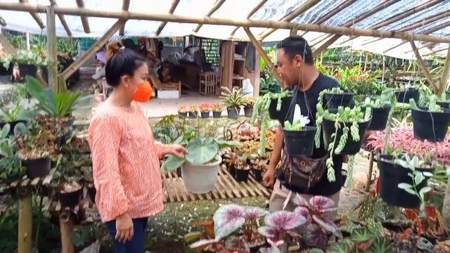 Anthurium King Clarinervium Sulamjana  Kuping Gajah King Tarantula Sulamjana
