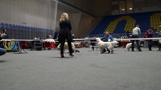 ГОЛДЕНЫ CACIB "ПРИРОДА". 27 01 19