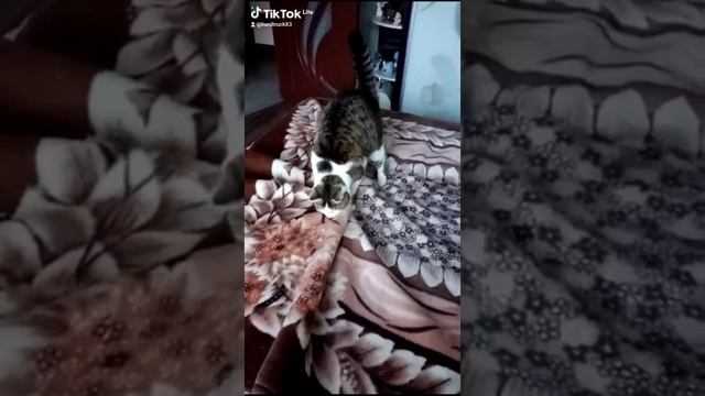 Кот на пледе
