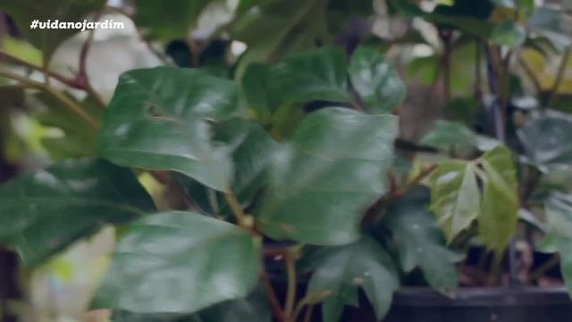 15 plantas pendentes para sua casa