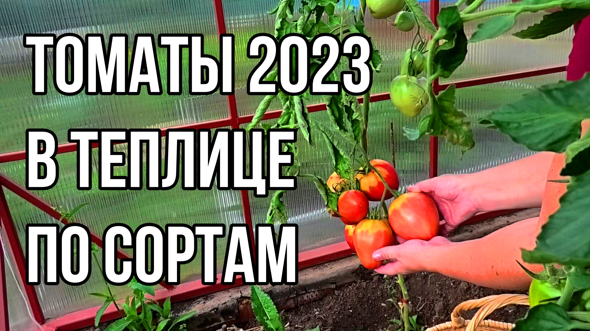Хорошие сорта томатов для теплицы. Июль 2023.