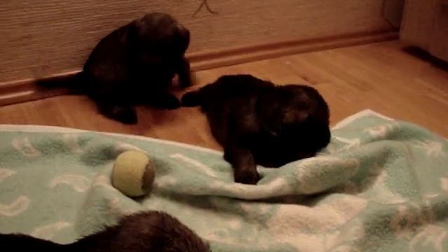 Щенки миттельшнауцера с мамой. Часть2.