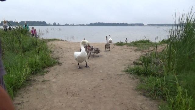 Лебеди. Озеро с. Гірники.