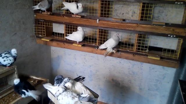голуби пермские высоколетные