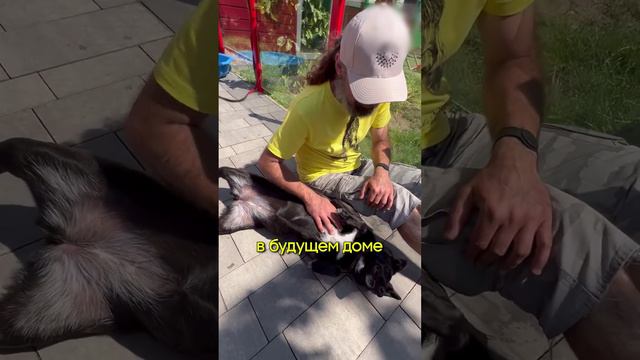 Самый крутой приют для собак