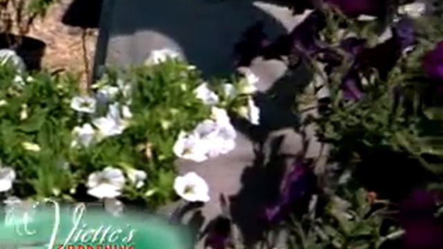 Petunias