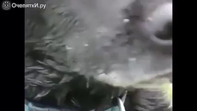 Собака стучит зубами от холода