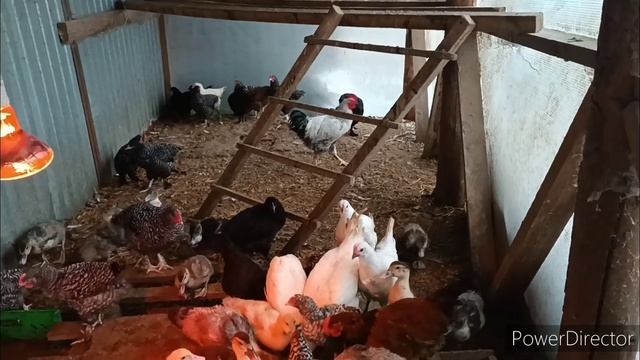 Цыплята, утята осенью. Кормление, пропойка.