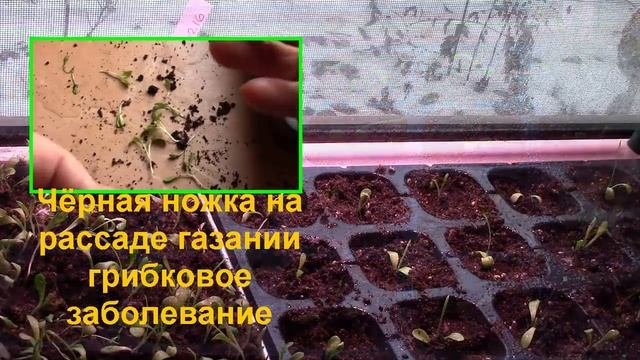 Фитоспорин реаниматор. Борьба с заболеваниями  рассады!