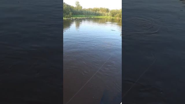 ОНИ СНОВА ТОПЯТ КРУЖКИ...)) #рыбалка2023 #щука #fishing #кружки