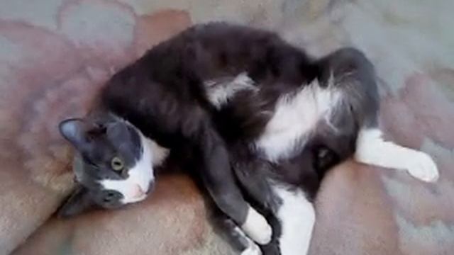 кота застали враплох