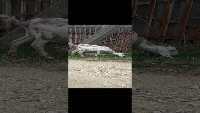 VID20231026102125.mp4