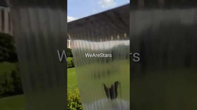 ? Бабочка залетела в дом Счастье и радость Как выпустить бабочку безопасно и аккуратно