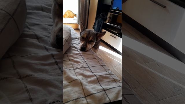 Майка засыпает на ходу
