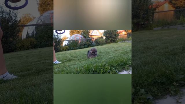 Щенки Шпица