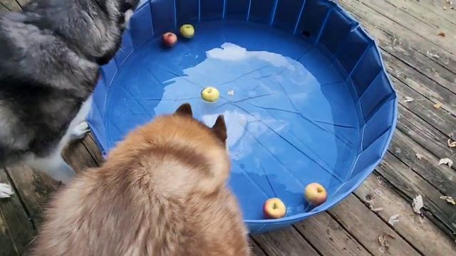 Huskies Go Apple Bobbing To Celebrate Halloween Season