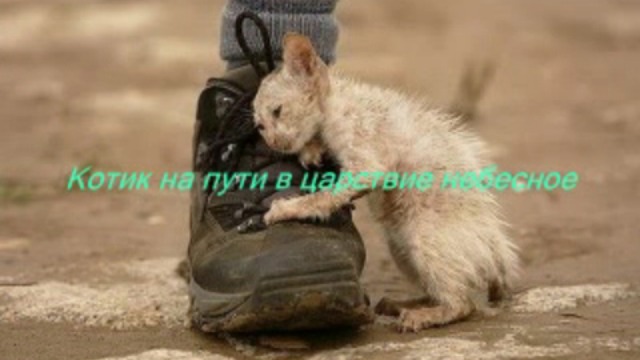 Котик на пути в царствие небесное...
