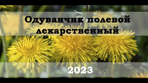 Одуванчик полевой, лекарственный 2023