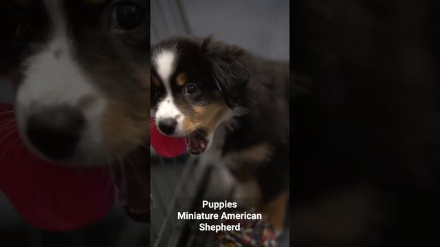 #puppy Miniature American shepherd  #miniatureamericanshepherd #цуценя #мініаусі #miniaussie #щенок