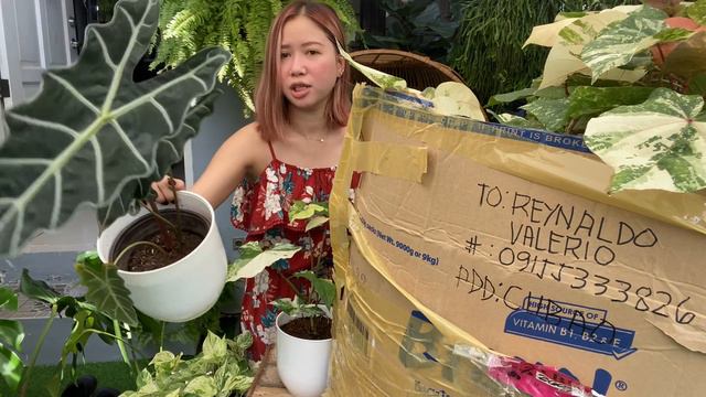 PLANT HAUL  UNBOXING NEW PLANTS  Roma So