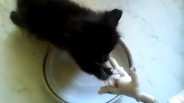 КОТЕНОК И КУРИНАЯ ЛАПКА