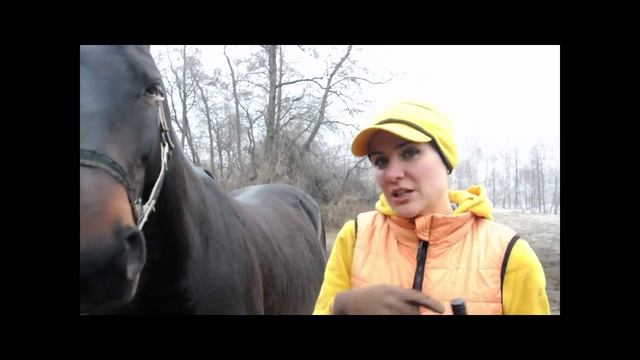 Как создать связь с лошадью Урок 2