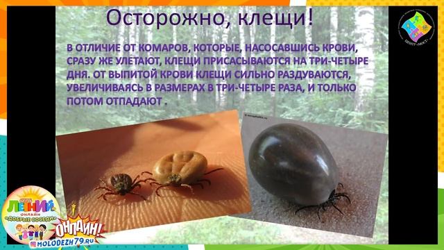 Уроки безопасности: «Осторожно, клещи!»