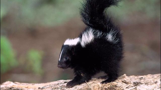 звук скунса, sound skunk, 聲音臭鼬, ध्वनि बदमाश, skunk suono, skunk som, Sound Stinktier