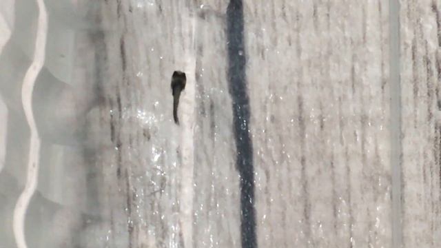 Малёк астронотуса стал самостоятельно есть корм