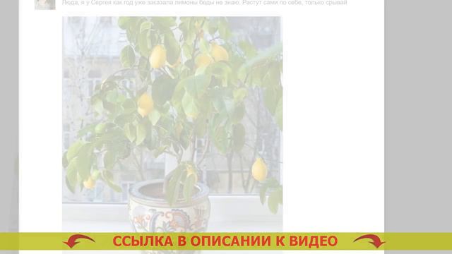 Сколько стоит лимонное дерево с плодами