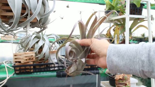 Tillandsia Air Plants 틸란시아 러브낫 Love Knot