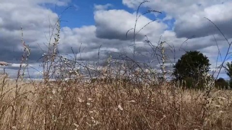 8 октября день Сергия Радонежского. Капустник. Главные правила и запреты. Именинники дня.