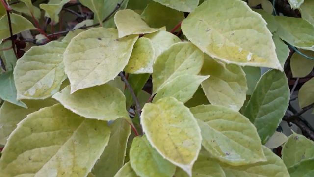 #лиана #лимонниккитайский / Лимонник китайский( лат. schisandra chinensis) . Сбор урожая