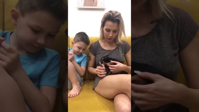 Как подстричь ногти собаке