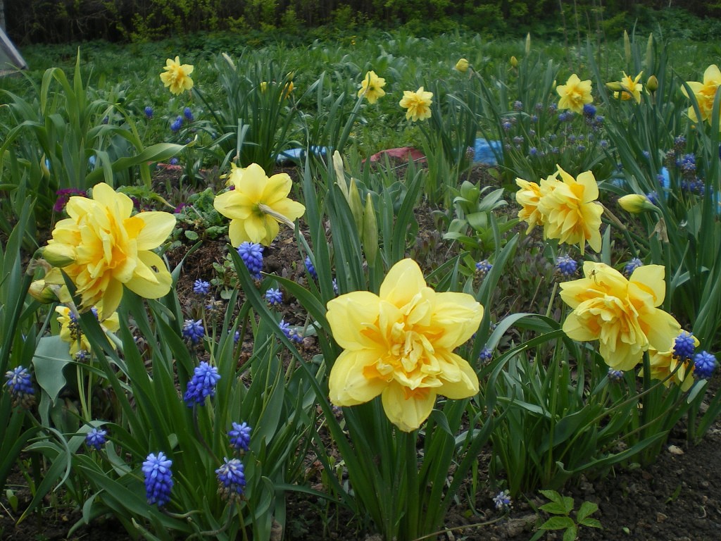 Открыла розы! Гортензия крупнолистная после зимы! Сею в теплицу!