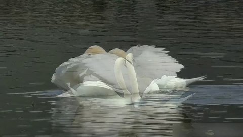 Лебеди танцуют под песню Кайрата Нуртаса - Сені Суйем в исполнении Гульмиры Избасхановы