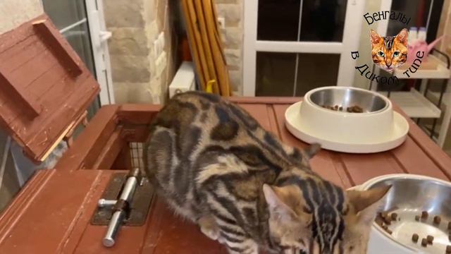 БЕНГАЛЬСКИЙ ЭЛИТНЫЙ КОТЕНОК ТИГР ТЕМНОЕ ЗОЛОТО