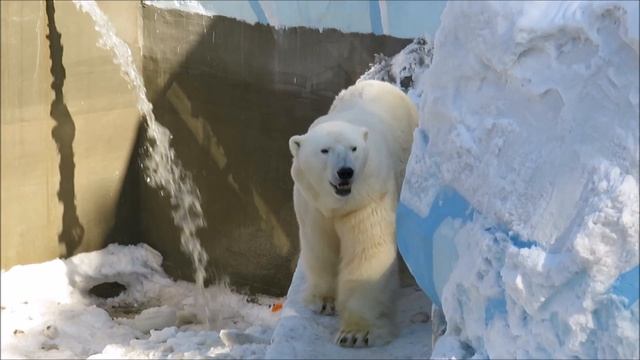 Каю дали воду, а он следит за работой вокруг вольера 17.03.2023