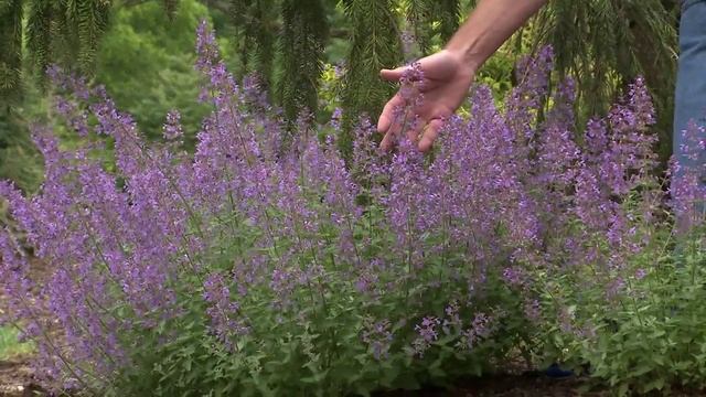 Nepeta Junior Walker™ in the Garden